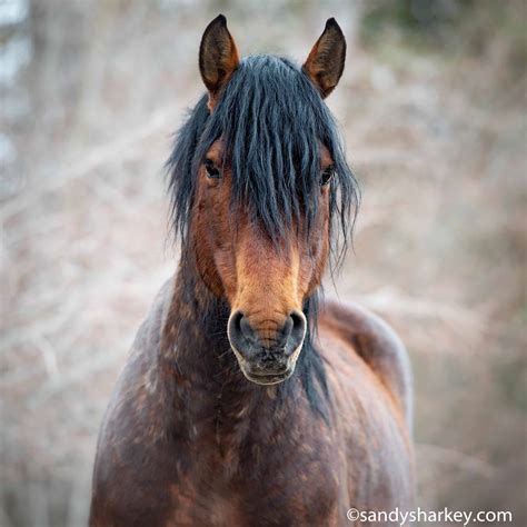 wild horse pictures images.